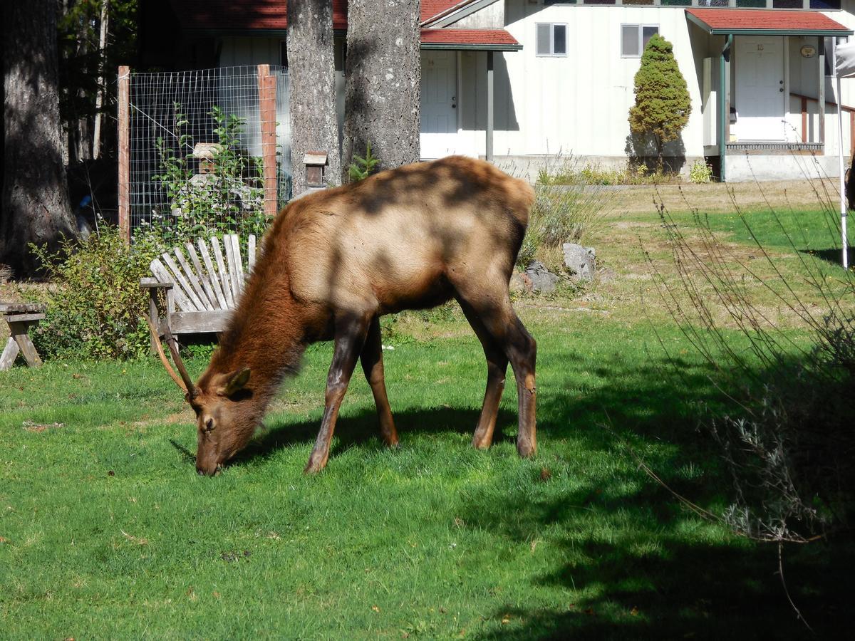 Mountain View Lodge - No Pets Allowed Пакууд Екстериор снимка